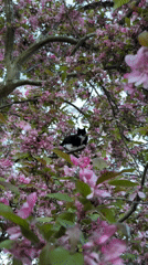 Tuxedo Cat Spotted in Flowering Tree During Golden Hour
