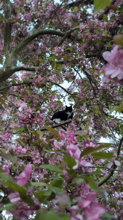 Tuxedo Cat Spotted in Flowering Tree During Golden Hour