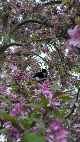 Tuxedo Cat Spotted in Flowering Tree During Golden Hour