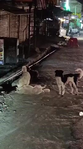 Two dogs, one black and white and the other light brown, are interacting in a street scene at night. The black and white dog is standing, while the light brown dog is lying on its back. There are buildings with signs in the background, and the street appears to be paved. The lighting suggests it is nighttime.