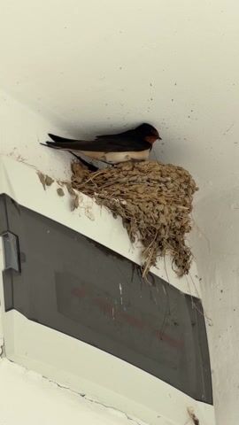 The camera focuses on a swallow bird perched on its nest. The bird has a dark, iridescent back, a red throat, and a white belly. The nest is made of mud and straw and is built on top of a white and grey electrical box attached to a white ceiling. The bird is making soft chirping sounds. The camera angle is low, looking up at the bird and nest.