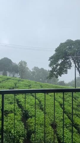 A static, vertical shot shows a lush green tea plantation under a cloudy sky. The tea plants are arranged in rows on a gentle slope. In the background, a large tree stands prominently to the right, with power lines visible across the frame above the tea field. Further in the background, a white building can be seen nestled among trees. A black metal railing crosses the foreground, suggesting the viewer is looking from a balcony or elevated viewpoint. The weather appears overcast and misty.