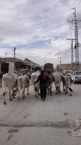 A man is herding a group of white oxen down a paved road in what appears to be a small town or village. The man is wearing dark clothing and a red head covering. He walks behind the oxen, guiding them with his hands. The oxen are tied together with ropes. The road is lined with buildings, some of which appear to be shops. There are vehicles parked along the side of the road, including a small pickup truck and a motorcycle. Power lines run overhead. The sky is overcast.