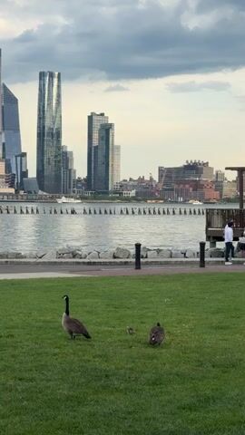A vertical, medium shot shows a grassy park area in the foreground, with two adult geese and two goslings grazing. A body of water, likely a river or bay, is in the midground, with a low stone wall and black bollards separating the grass from the water's edge. In the background, a cityscape with numerous tall buildings is visible across the water, under a cloudy sky. A person in a white shirt is standing on a wooden deck on the right side of the frame, looking towards the water. The overall scene depicts an urban park setting with wildlife.