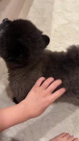 A dark-colored puppy, appearing to be a Pomeranian or a similar fluffy breed, stands on its hind legs and leans against a light-colored surface. A person's hand is visible near the puppy's back, appearing to pet it. The puppy has dark fur, small ears, and a short, bushy tail. It is positioned on a fluffy, cream-colored rug. The background shows a blurred pink object and a light-colored curtain or wall. The puppy's mouth is slightly open, and its eyes are looking upwards.