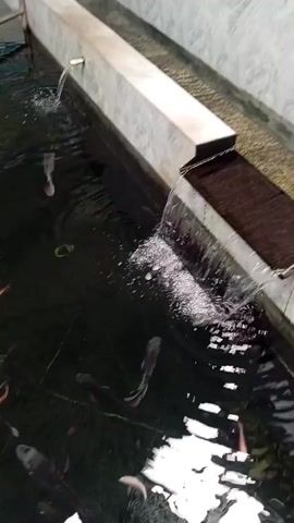 The video shows a fish pond with several fish swimming in it. The pond appears to be constructed with concrete walls and tiled flooring. Water is flowing into the pond from a pipe on the left side, creating ripples on the surface. There is also a waterfall feature on the right side of the pond where water cascades down. The fish are of various sizes and colors, including dark-colored and pinkish ones. The water is dark, and the visibility of the fish varies. The overall environment appears to be an outdoor setting.