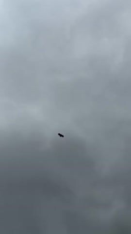 A single black bird is flying against an overcast, gray sky. The bird is silhouetted, making it difficult to discern its species, but it appears to be a large bird of prey, possibly a vulture or hawk. It circles, flapping its wings intermittently as it moves across the frame.