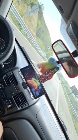 The video shows the interior of a car driving down a highway, as seen from the driver's perspective. The dashboard is black and contains a smartphone mounted in the center, displaying a music interface with a picture of a person. A rainbow-colored feather duster and a decorative air freshener hang from the rearview mirror. The steering wheel is visible to the left, and a man's leg is slightly visible in the bottom left corner. Outside the car, the highway is lined with guardrails, and there are green hills in the background under a blue sky with some clouds. The video appears to be taken during the day.