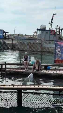 A video shows two women interacting with a beluga whale in a water enclosure. One woman with long blonde hair crouches at the edge of a wooden platform, petting the whale's head, which is visible above the water. The other woman, wearing a white shirt, a black skirt, and a white baseball cap, sits on the platform, observing. The water in the enclosure is somewhat murky. In the background, a large boat is docked, and a fence separates the water area from the land. The sky is clear, suggesting daytime.