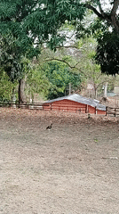 Small speckled bird spotted foraging in Venezuelan countryside