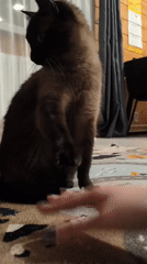 Siamese cat interacts with human in Russian home