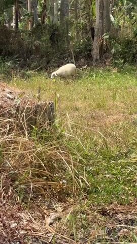A white sheep grazes in a grassy field. Trees and vegetation surround the area, suggesting a rural or natural environment. The sheep is in the middle ground of the frame, facing away from the camera and appearing to eat grass. The foreground is filled with dry grass and a concrete post. The lighting indicates a daytime scene.