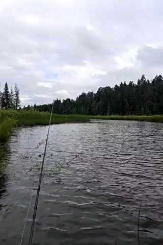 The video shows a serene lake or river, with a fishing rod extending into the water from the left side of the frame. The water is calm with gentle ripples, reflecting the overcast sky. Dense green trees form a backdrop along the far bank, with tall reeds or grass growing along the water's edge. The overall atmosphere is peaceful and natural.