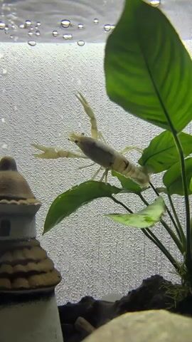 A small, pale crayfish is the central subject, resting on a broad green leaf of an aquatic plant within an aquarium. Its body is light-colored, with some faint darker markings along its back. To the left, partially submerged, is a decorative, brown-roofed structure resembling a miniature castle or lighthouse. The water's surface above shows small air bubbles, and the aquarium's background is a white, textured wall. The crayfish exhibits minimal movement, primarily subtle twitches of its antennae and front legs, as it perches on the plant.