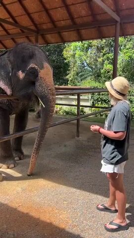 The video shows an elephant standing in an enclosure with a woman. The elephant is dark gray with pink and tan markings on its face. The woman is wearing a black t-shirt, white shorts, and a straw hat. She is standing to the right of the elephant and appears to be interacting with it, possibly feeding it. The enclosure has a wooden roof and metal railings. Trees and greenery are visible in the background. The ground of the enclosure appears to be dirt and gravel.