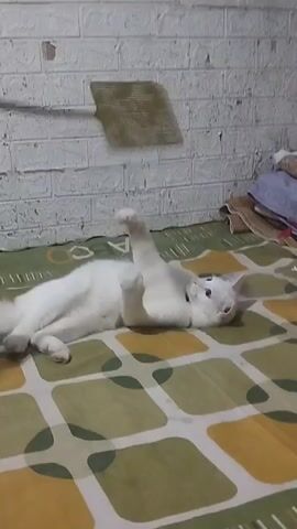 A white cat is lying on its back on a patterned bedspread, with a white brick wall in the background. The cat raises its right paw, then brings it down and scratches its face with its hind leg. It then settles back down on the bedspread.