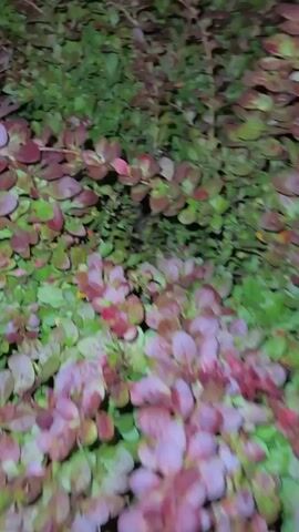 The video displays a close-up, slightly out-of-focus view of dense foliage. The leaves are a mix of dark green and deep red or purple, with some lighter pinkish hues visible. The overall impression is that of a bush or ground cover plant. The lighting suggests it may be dusk or a dimly lit environment. There are no discernible people, objects, or actions within the frame.