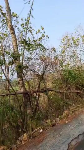The video shows a moving shot of a natural landscape, possibly a roadside view. The environment appears to be a hilly or mountainous area with dense vegetation. Tall trees with sparse leaves, branches, and some greenery are visible, along with bushes and possibly rocks. The sky is bright and clear, suggesting daytime. The perspective suggests the camera is mounted on a moving vehicle, likely traveling along a road, as indicated by the presence of what appears to be a road surface at the bottom of the frame. The lighting is natural sunlight. No people or specific actions are discernible in the video. The scene is characterized by its natural elements and the implied motion of the viewer.
