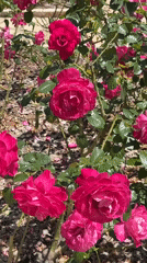 Morning garden visit captured at Zikhron Yaakov memorial gardens