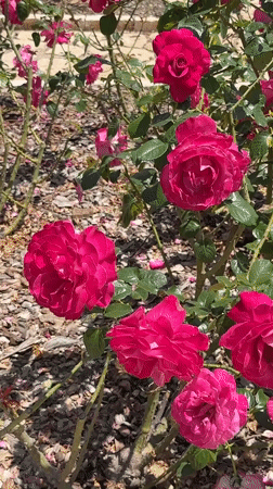 Morning garden visit captured at Zikhron Yaakov memorial gardens