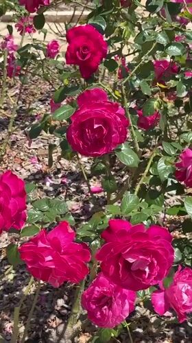 Morning garden visit captured at Zikhron Yaakov memorial gardens