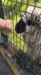 Person films, pets sheep through fence in Strasbourg