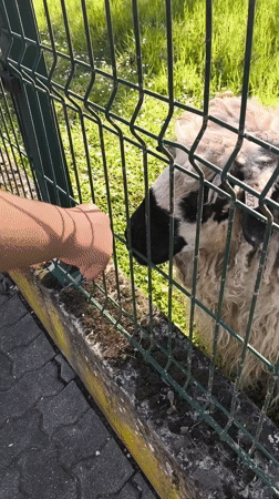 Person films, pets sheep through fence in Strasbourg