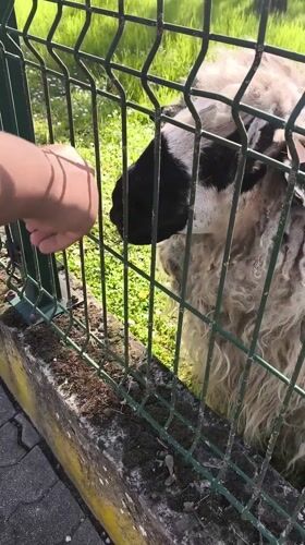 Person films, pets sheep through fence in Strasbourg