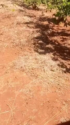 The camera pans across a field of young, bushy trees with green leaves and small, green berries growing on them. The ground is reddish-brown and covered with dry grass. The camera is likely mounted in a vehicle, as part of the roof is visible at the end of the video. The background shows a distant cityscape under a bright, sunny sky. The focus remains on the trees and the ground beneath them throughout the short clip.