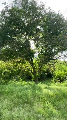 The image displays a vibrant natural landscape, centered around a large, mature tree with a dense, green canopy. The sun is positioned behind the tree, creating a strong backlight that causes light to stream through the leaves and form a starburst effect, illuminating parts of the foliage. The tree's dark, sturdy trunk is visible towards the bottom of the canopy.

In the foreground, a field of tall, lush green grass stretches across the frame, with sunlight casting long, soft shadows and highlighting various blades of grass. Beyond the central tree, the background is filled with more abundant green vegetation, including bushes and smaller trees, suggesting a verdant environment.

The time of day appears to be either morning or late afternoon, given the bright, low-angle sunlight. The weather seems clear and sunny. The scene evokes a sense of peace and natural beauty, with no human activity or visible text present. The location for this serene natural setting is Novo Leski, Bulgaria.