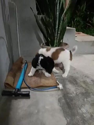 Two puppies, one predominantly white with brown markings and the other black and white, are playing on a woven mat. A blue and black bicycle pump lies on the mat next to the puppies. The puppies are interacting with each other, nudging and nipping. They are on a concrete floor, near a potted plant. The lighting suggests it is evening or indoors.