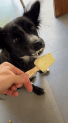 Black dog enjoys yellow popsicle treat from owner
