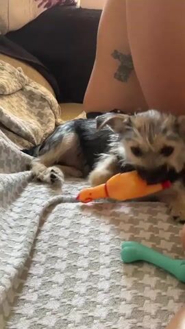 A small terrier mix puppy lies on its side on a textured blanket, chewing on a squeaky rubber chicken toy. Its head is resting on the toy, and its mouth is open, gripping the chicken. To the right of the puppy is a light blue bone-shaped dog toy. In the background, a person's legs are visible, with a tattoo on their left thigh. The environment appears to be indoors, possibly a living room, with a dark couch or cushion visible behind the puppy. The lighting suggests daytime.