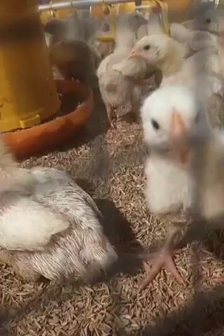 A close-up video shows a group of baby chicks in a pen. The chicks are mostly white with some yellow and brown markings. They are standing on a bed of what appears to be wood shavings or straw. In the background, there are yellow feeding troughs and waterers. The camera is focused on a few chicks in the foreground, one of which is looking directly at the camera. The video appears to be shot inside a chicken coop or farm.