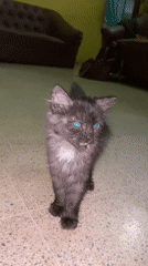 Kitten filmed in multiple home locations in Lhokseumawe