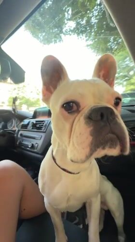 French Bulldog takes the passenger seat in Sofia