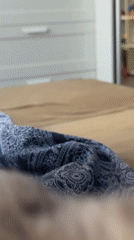 Slow morning in bed with a grey kitten in Moscow