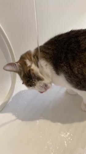 Cat drinks from running faucets in a Moscow bathroom