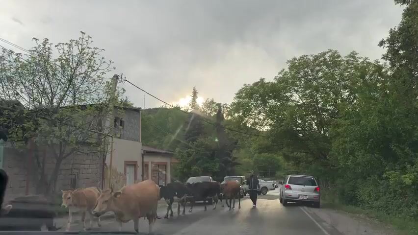 A car is driving down a rural road with trees on either side. Several cars are stopped in front, and a group of cows is being herded across the road by a man. The sun shines through the trees in the background.