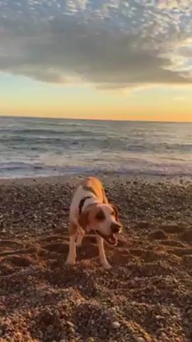 The video shows a medium-sized dog standing on a pebble and sand beach with the ocean and sunset in the background. The dog is light brown and white, and is wearing a black collar. At the beginning of the video, the dog is shaking its head. The dog then stops, looks towards the ocean, and is panting. The ocean is visible behind the dog, and the sun is setting on the horizon. The sky has orange, yellow, and blue colors.