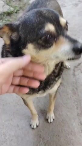 A hand pets a small dog on the head. The dog is dark brown and tan with floppy ears. The dog's tongue licks the hand. The background is blurry and appears to be an outdoor setting with dirt and some green foliage.