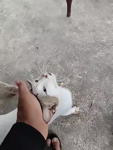 A close-up shot shows a light-skinned person’s hand petting a white cat with brown and black markings on its head and ears. The cat is on a gray concrete floor and seems to be enjoying the petting, tilting its head up into the hand. A leg of a wooden chair is visible in the background. The person is wearing black pants and a black sandal on their foot. Loud noises can be heard in the background.