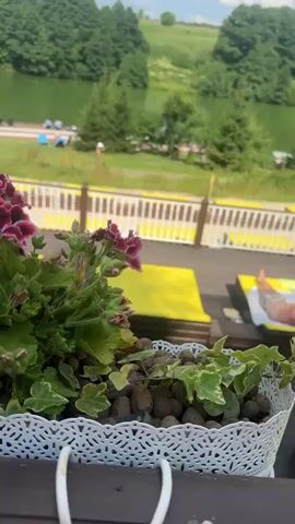 The video captures a bright, sunny day at a recreational area featuring a lake and a wooden deck. In the foreground, a planter with deep red petunia-like flowers and ivy adds a vibrant splash of color. Beyond the flowers, the scene opens up to a wooden deck with yellow lounge chairs and white railings. A young boy in dark shorts walks across the deck.

Further in the background, a green lake stretches out, with trees lining its banks and a gently rolling, grassy hill in the distance. Several people are visible near the lake, some swimming or wading in the shallow area, while others relax on loungers. A covered structure with a white roof and open sides, possibly a gazebo or changing area, is situated near the water's edge. The overall atmosphere appears relaxed and leisurely, typical of a summer day spent outdoors. The sky is a clear blue with scattered white clouds, indicating fair weather. The presence of the lake, greenery, and people enjoying outdoor activities suggests a resort, park, or a similar leisure destination. The location context points to Dal'nie Prudishchi, Russia.