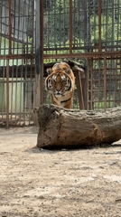 Tiger, visitor captured at Lovech zoo facility