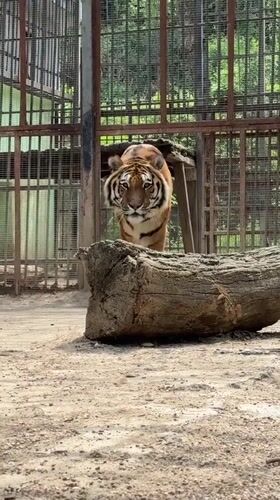 Tiger, visitor captured at Lovech zoo facility