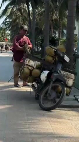A man standing next to a black motorcycle on a paved pathway is holding a rope. The motorcycle has a large wire basket attached, filled with coconuts. The man is wearing a maroon shirt, dark pants, and a baseball cap. Palm trees line the pathway in the background, and other people can be seen walking in the distance. A building is visible to the right of the motorcycle, with graffiti on its exterior. The day is sunny.