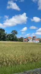 Golden rice field ready for harvest captured in Mengwi