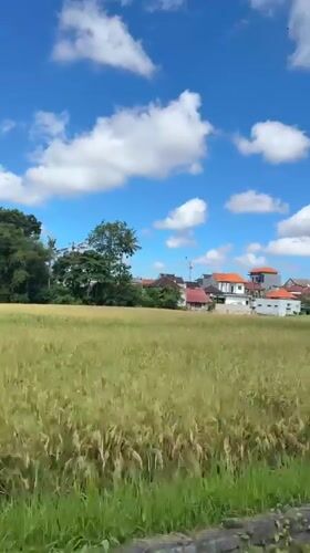 Golden rice field ready for harvest captured in Mengwi