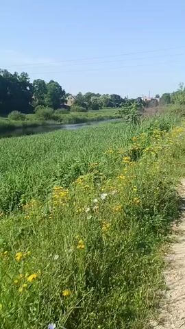 This is a first-person perspective video of a person walking along a dirt path next to a body of water and a bank of green vegetation, including some yellow wildflowers. The path appears to be a rural or park setting. The path is wide and sandy with some scattered footprints. The vegetation is lush and appears to be overgrown in some areas. There is a wooden bridge in the distance that the person is walking towards. The sky is clear and blue, indicating a sunny day. In the background, there are trees and some buildings that suggest a nearby town or village. The overall scene is peaceful and natural.