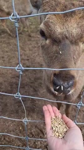 A person's hand is seen offering grain or feed to a deer through a wire fence. The deer, which appears to be a male with visible antlers, is actively eating the food directly from the palm of the hand. The scene takes place outdoors in what looks like an animal enclosure, possibly an animal park or farm, given the presence of the fence and the interaction. The ground visible behind the deer is muddy brown, suggesting damp conditions or recent rain. The lighting appears soft, indicating it's daytime, possibly overcast. The deer seems calm and focused on the food. No text is visible in the video. The location is Ludorvai, Russia.